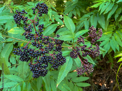 PLANTAS SILVESTRES. HOJAS Y BAYAS. LAS VAYAS MADURAS SON DE COLOR NEGRO. SAUCO. SAMBUCUS. photo