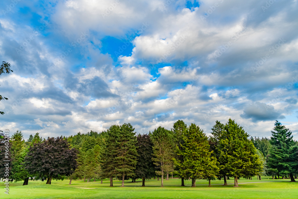 Landscape with forest or park in summer. Evergreen nature. Meadow in wood forest. Forest in summer nature. Forest environment. Green nature. Tree growing in park. Nature wilderness landscape Landscape with forest or park in summer. Evergreen nature. Meadow in wood forest. Forest in summer nature. Forest environment. Green nature. Tree growing in park. Nature wilderness landscape