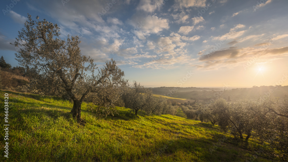 Olive grove in Alta Maremma. Landscape in Casale Marittimo, Tuscany, Italy Olive grove in Alta Maremma. Landscape in Casale Marittimo, Tuscany, Italy
