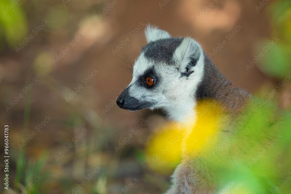 Obraz premium ring-tailed gray lemur in natural environment Madagascar.