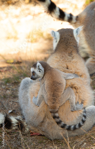 ring-tailed gray lemur in natural environment Madagascar.