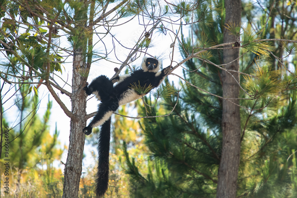 Obraz premium black and white ruffed lemur in natural habitat, Madagascar