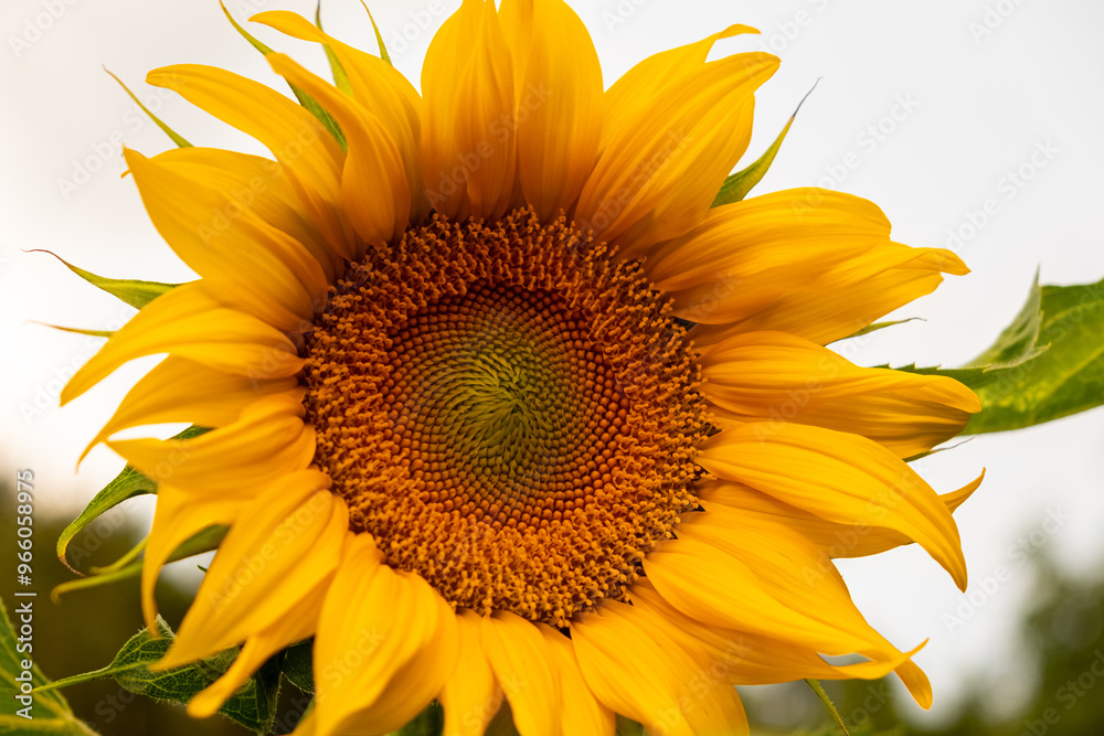 Fototapeta premium Macro photo of Sunflower Blooming in Garden