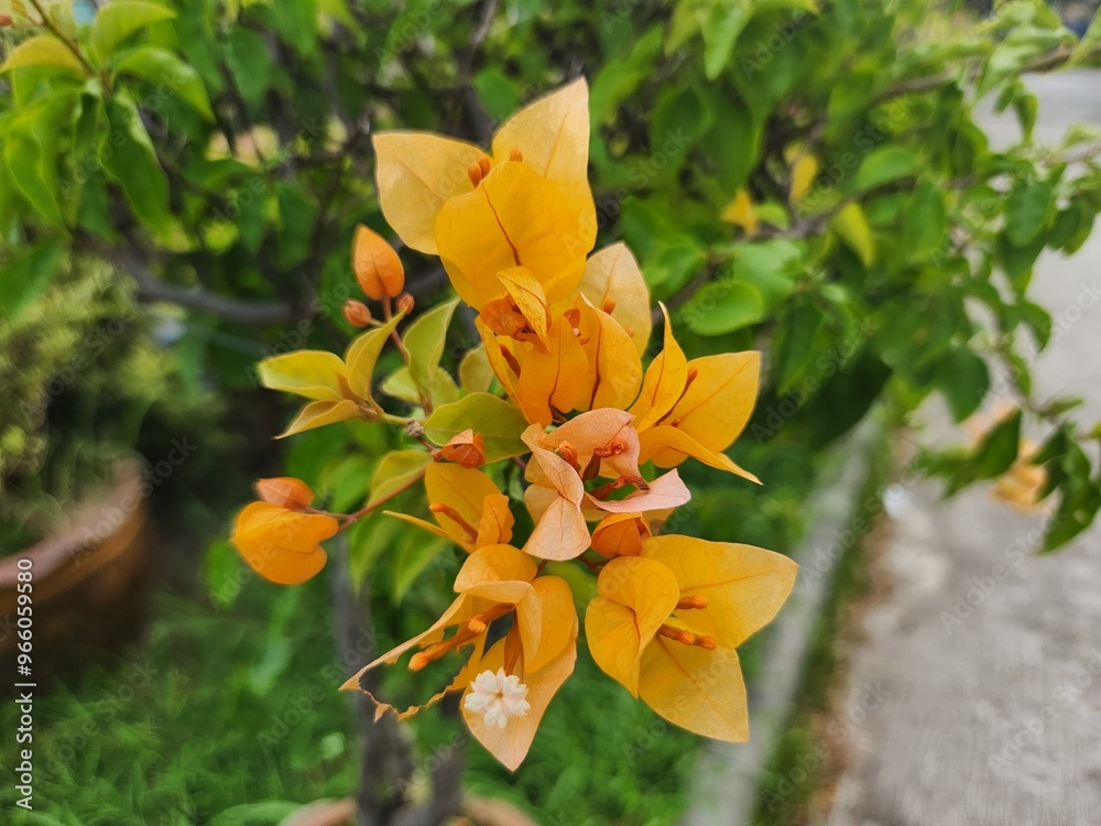 Fototapeta premium Bugenvil orange flower blooming garden