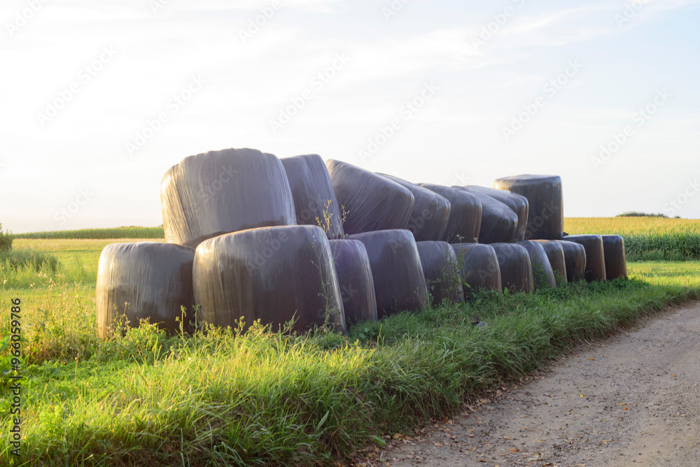Balas de heno envueltas en plástico junto a campo de maíz Balas de heno envueltas en plástico junto a campo de maíz