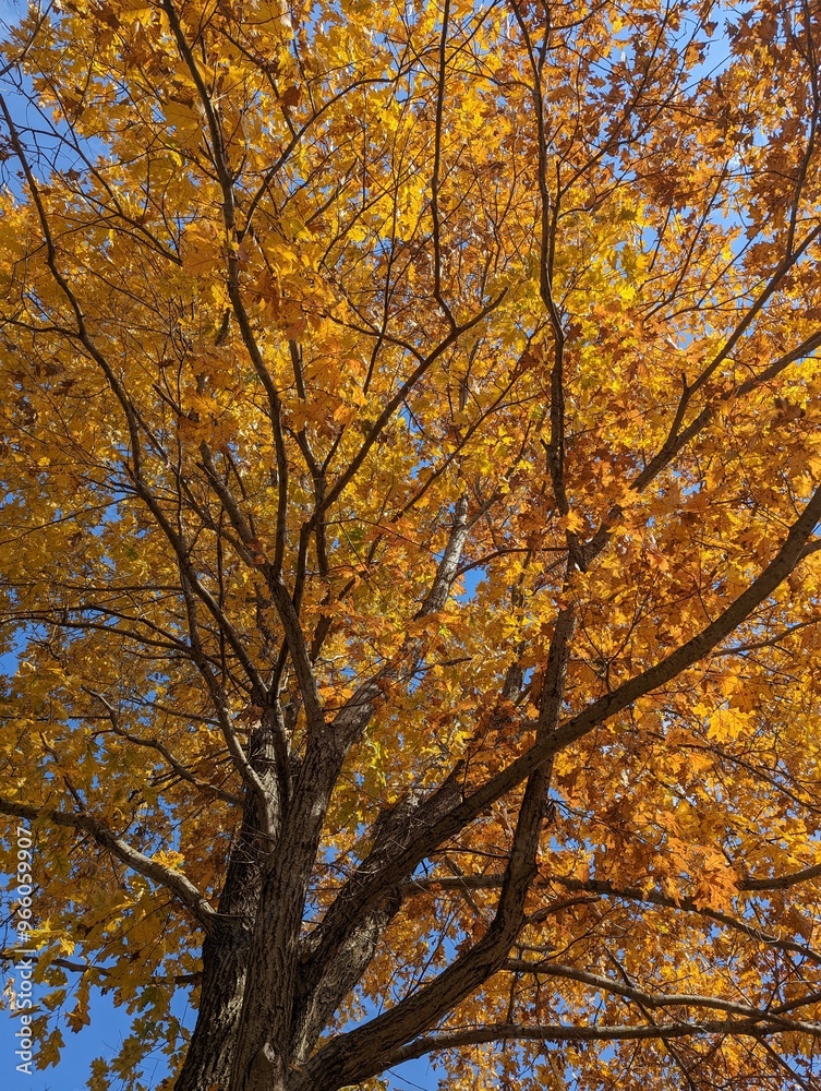 Beautiful golden yellow fall leaves shine in the bright afternoon sunshine Beautiful golden yellow fall leaves shine in the bright afternoon sunshine