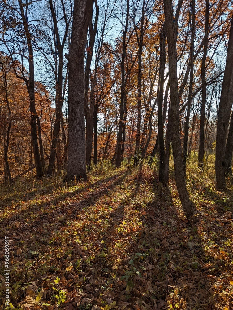 Sunset streams through the trees in this Iowa forest in the late afternoon highlighting all of the beauty in the fall woods. Leaves coat the forest floor and still hang onto the trees. Sunset streams through the trees in this Iowa forest in the late afternoon highlighting all of the beauty in the fall woods. Leaves coat the forest floor and still hang onto the trees.