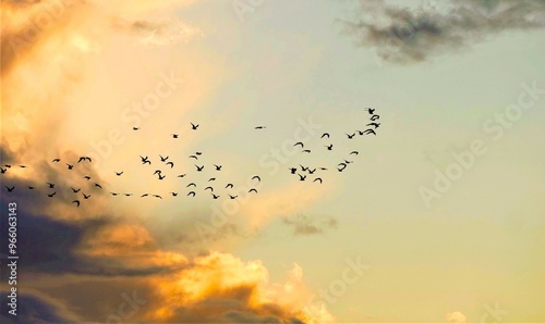 Flock of birds fly in beautiful sunset with colorful clouds