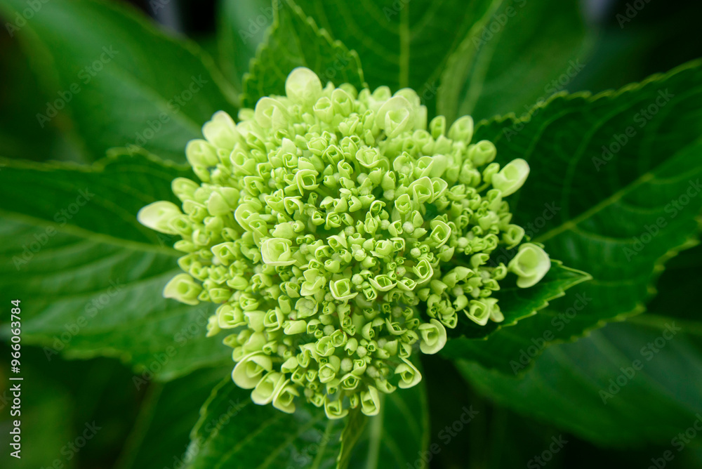 Brotes verdes y pétalos de flores en hortensia Brotes verdes y pétalos de flores en hortensia