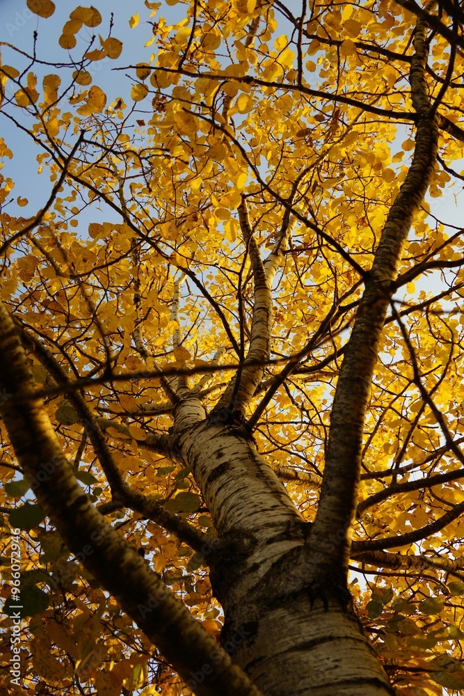 Fototapeta premium Autumn White Poplar