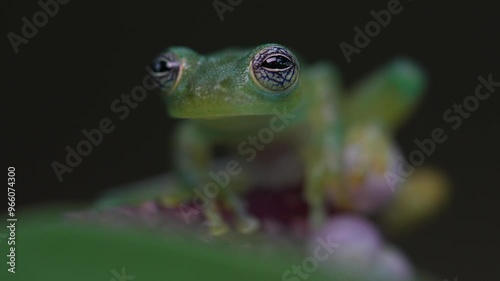 Teratohyla spinosa, Spiny Glass Frog,  sitting on the white and red flower bloom in the tropic forest. in nature habitat. Frog from Costa Rica. Wildlife scene from tropic nature.