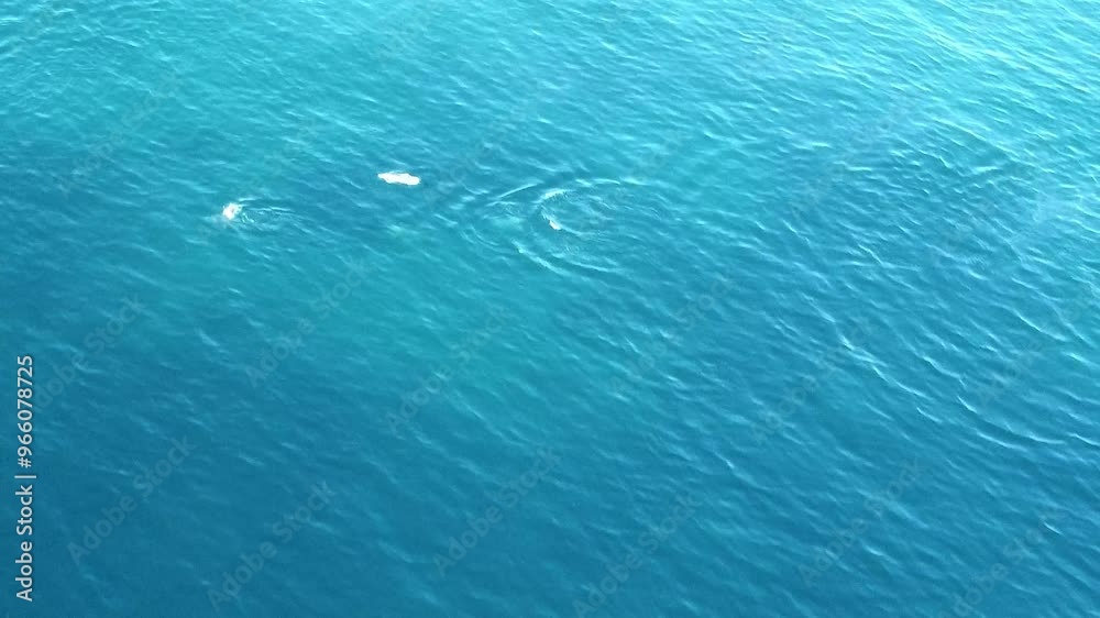 제주남방큰돌고래,Jeju Southern bottlenose dolphin, 제주남방큰돌고래,Jeju Southern bottlenose dolphin,