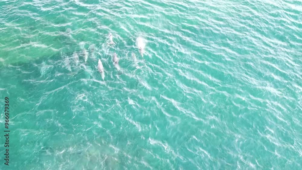 제주남방큰돌고래,Jeju Southern bottlenose dolphin, 제주남방큰돌고래,Jeju Southern bottlenose dolphin,