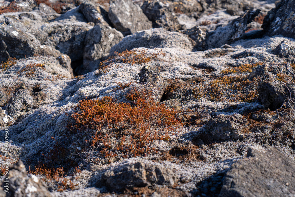 Vibrant lichens grow on the black volcanic rocks, presenting a primitive environment. Reykjavik Peninsula, Iceland. Vibrant lichens grow on the black volcanic rocks, presenting a primitive environment. Reykjavik Peninsula, Iceland.