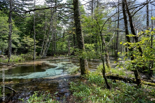 夏の上高地，岳沢湿原／長野県