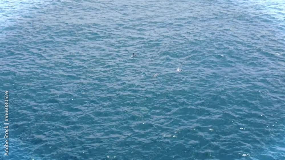 제주남방큰돌고래,Jeju Southern bottlenose dolphin, 제주남방큰돌고래,Jeju Southern bottlenose dolphin,