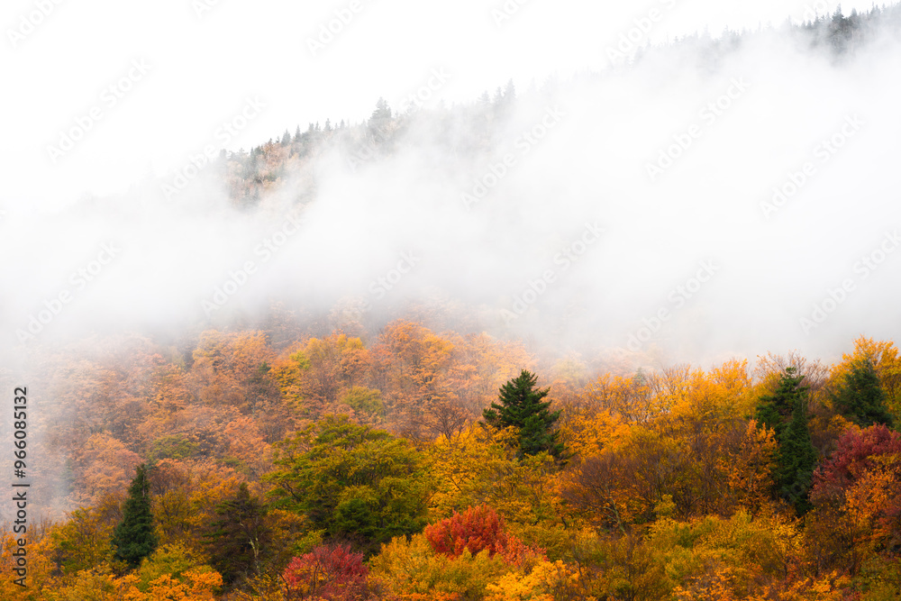 Fototapeta premium Autumn forest in fog