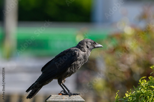 Jackdaw crow, corvid bird. A distinctive black bird with its hooded feathers feeding on raisins from a wooden fence. photo