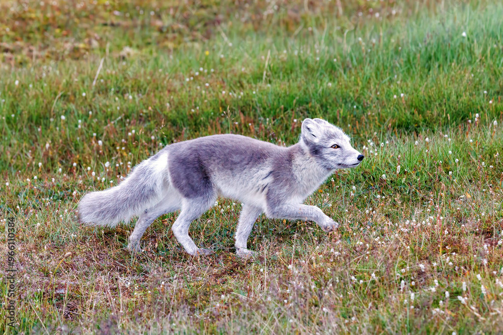 Adult arctic fox, Vulpes Lagopus, walking on the tundra around Longyearbyen,, Svalbard, a Norwegian Archipelago between mainland Norway and the North Pole. This fox is displaying a summer coat. Adult arctic fox, Vulpes Lagopus, walking on the tundra around Longyearbyen,, Svalbard, a Norwegian Archipelago between mainland Norway and the North Pole. This fox is displaying a summer coat.