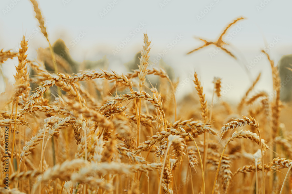 Fototapeta premium Wheat ears in field close up at sunlight, crops nature background. Golden yellow ripe wheat, rich harvest in agricultural field. Beautiful Scenery at sunset. Soft focus photography, rural scene