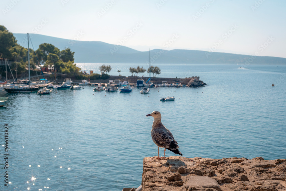 Obraz premium A seagull sits on a stone wall on the background of sea bay