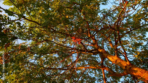 Geäst eines Baumes in der Morgensonne  photo