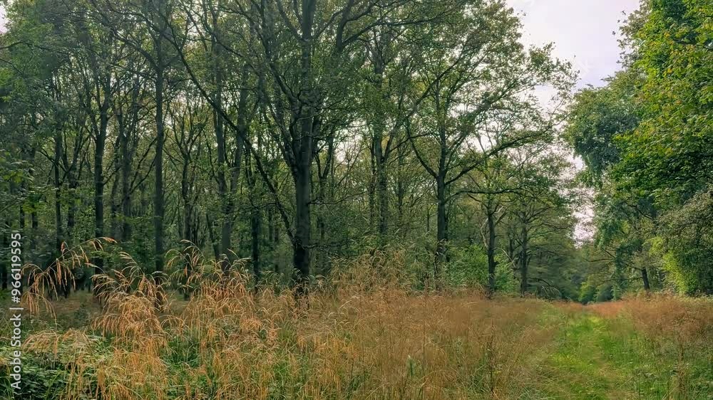 Forested woodland areas in summer UK Europe trees green and blooming Forested woodland areas in summer UK Europe trees green and blooming