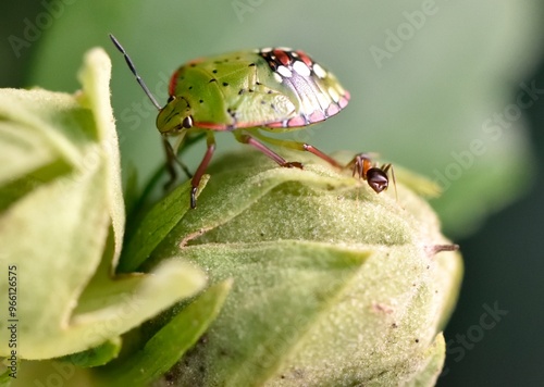 Punaise verte (palomena prasina) photo