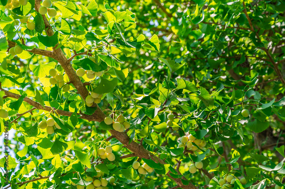 Obraz premium イチョウの実