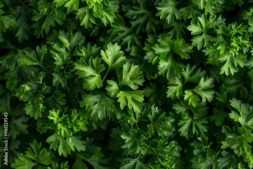 Green parsley texture background, petroselinum crispum leaves pattern, fresh herbal leaves banner