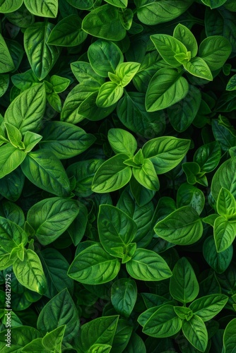 Oregano texture background, origanum vulgare green leaves pattern, wild marjoram banner, sweet marjoram