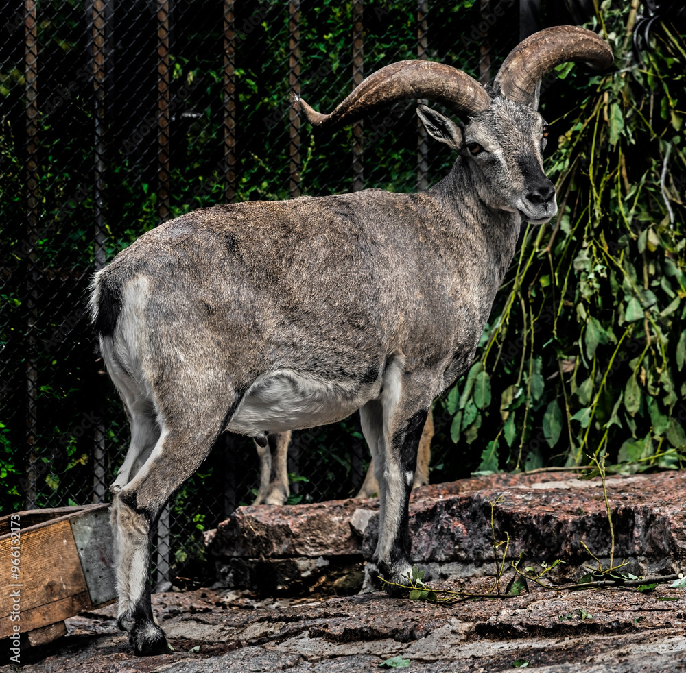 Blue sheep near the fence in the enclosure. Latin name - Pseudois nayaur Blue sheep near the fence in the enclosure. Latin name - Pseudois nayaur