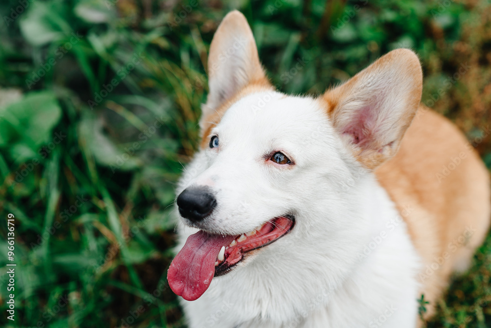 red and white Welsh Corgi Pembroke with heterochromia sits on trail in park with green grass in sunny summer day, looks up at owner, walking in park, cropped, close-up view, dogwalking concept red and white Welsh Corgi Pembroke with heterochromia sits on trail in park with green grass in sunny summer day, looks up at owner, walking in park, cropped, close-up view, dogwalking concept