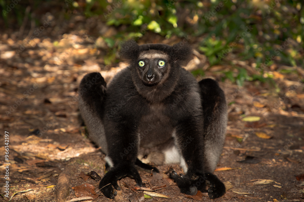 Obraz premium Lemur Indri indri, babakoto largest lemur from Madagascar
