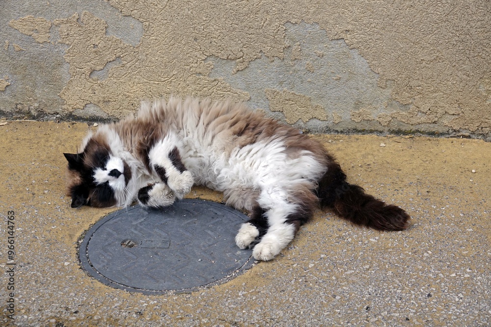 Sympathique rencontre de chat dans le village de Prémanon en France Sympathique rencontre de chat dans le village de Prémanon en France