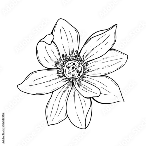 Lotus flower vector isolated illustration on white background. Asian Multi petaled Water Lily head realistic monochrome graphic sketch. Top view of aquatic plant. For tattoo, coloring book