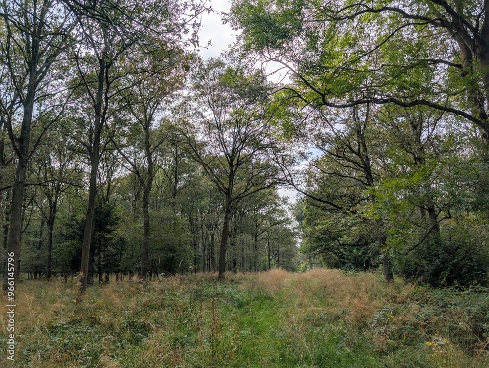 Forested woodland areas in summer UK Europe trees green and blooming Forested woodland areas in summer UK Europe trees green and blooming
