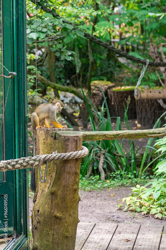 Squirrel monkey (Saimiri sciureus) at Eberswalder Zoo, Germany. photo