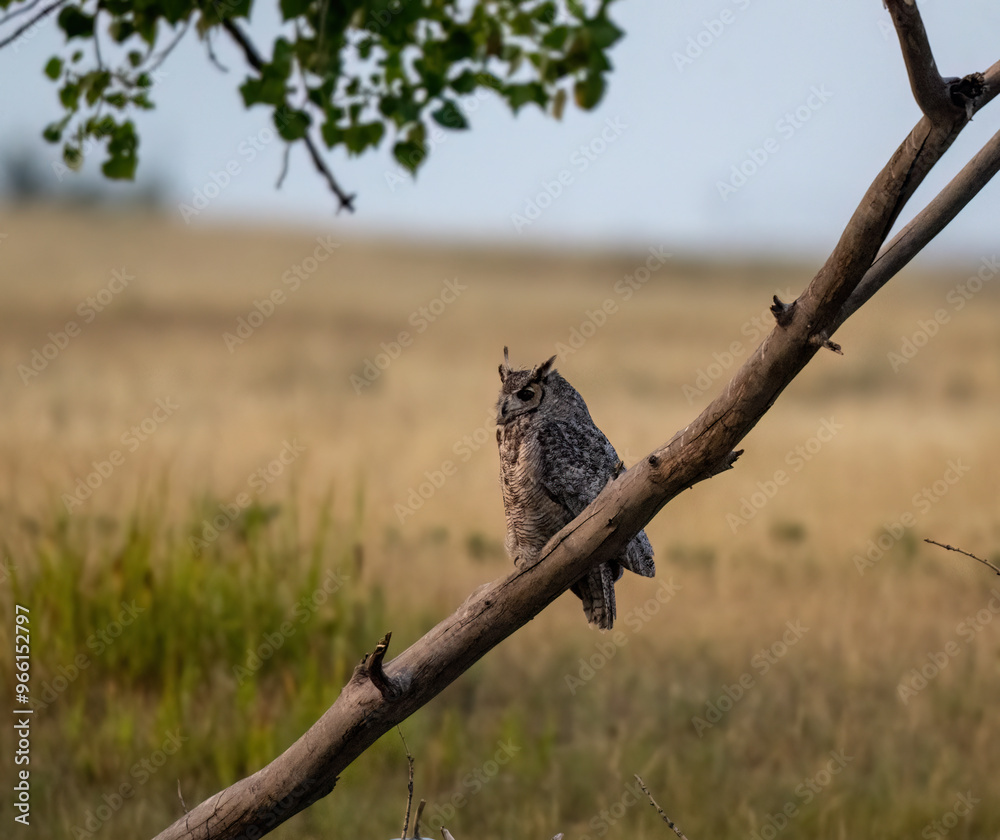 Obraz premium Owl on a stick