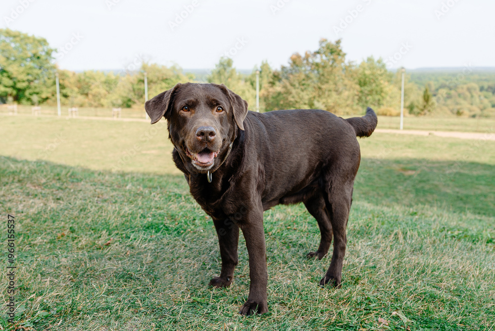 brown labrador standing on grass in summer day, dogwalking concept brown labrador standing on grass in summer day, dogwalking concept