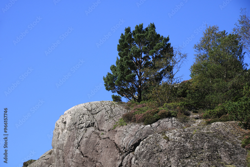 Scots pine growing on a almost baren rock in Egersund, Norway. Scots pine growing on a almost baren rock in Egersund, Norway.