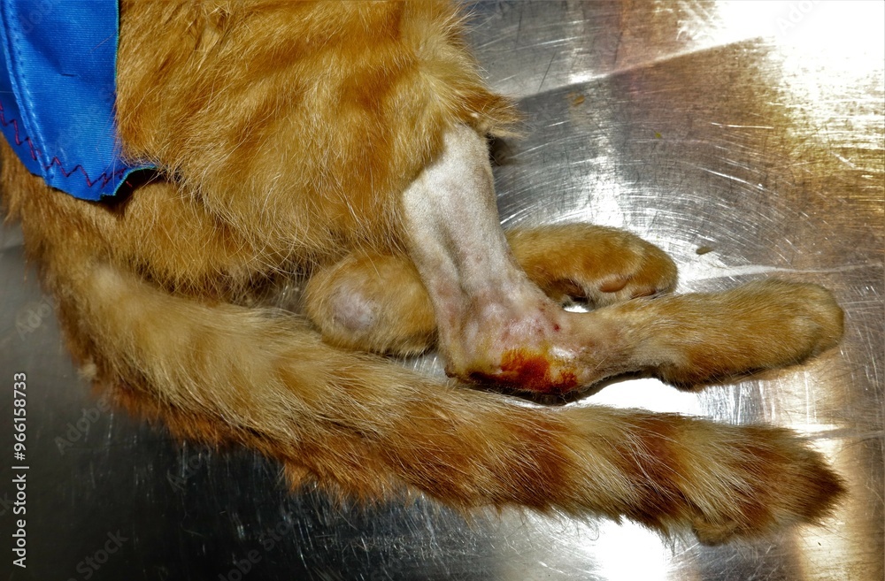 Obraz premium Cat shows a tumor in the hock joint. After taking an x-ray and pathology, it was found that the cat had bone cancer. Oncology. Veterinarian examining a pet: cat, dog 