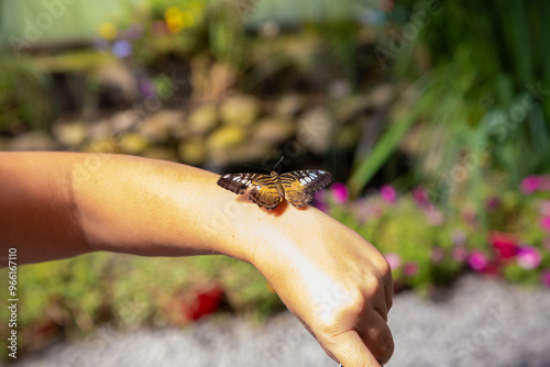 Close-up of a Parthenos sylvia butterfly sitting on a woman's hand photo