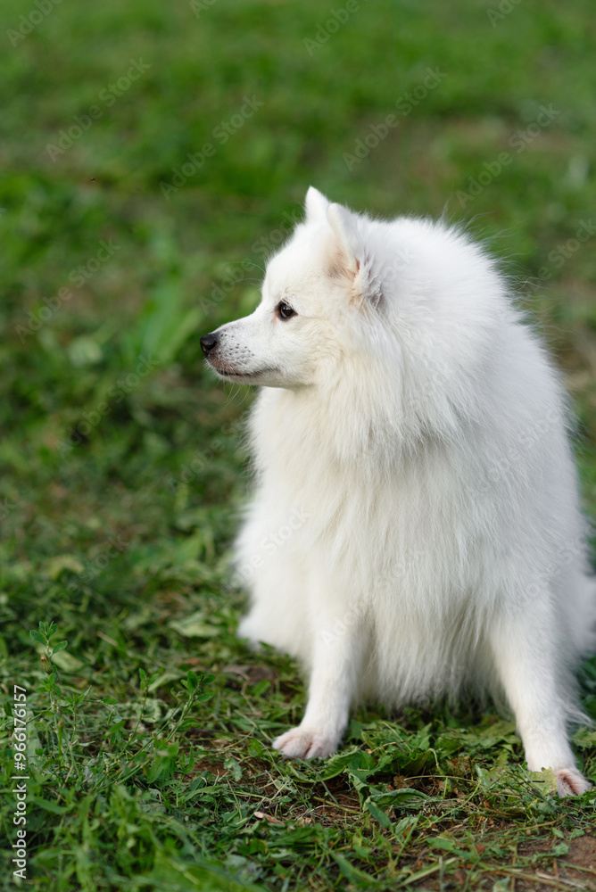 white Japanese Pomeranian Spitz looks up at owner on walk in park, dogwalking concept white Japanese Pomeranian Spitz looks up at owner on walk in park, dogwalking concept