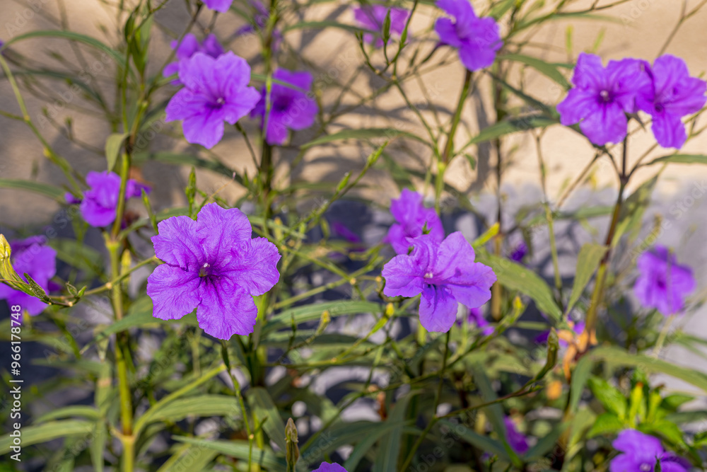 Purple ruellia tuberosa in the garden