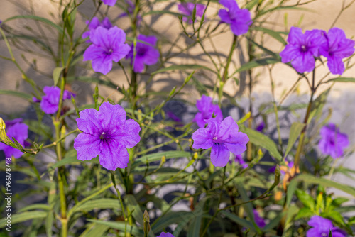 Obraz na płótnie Purple ruellia tuberosa in the garden w salonie
