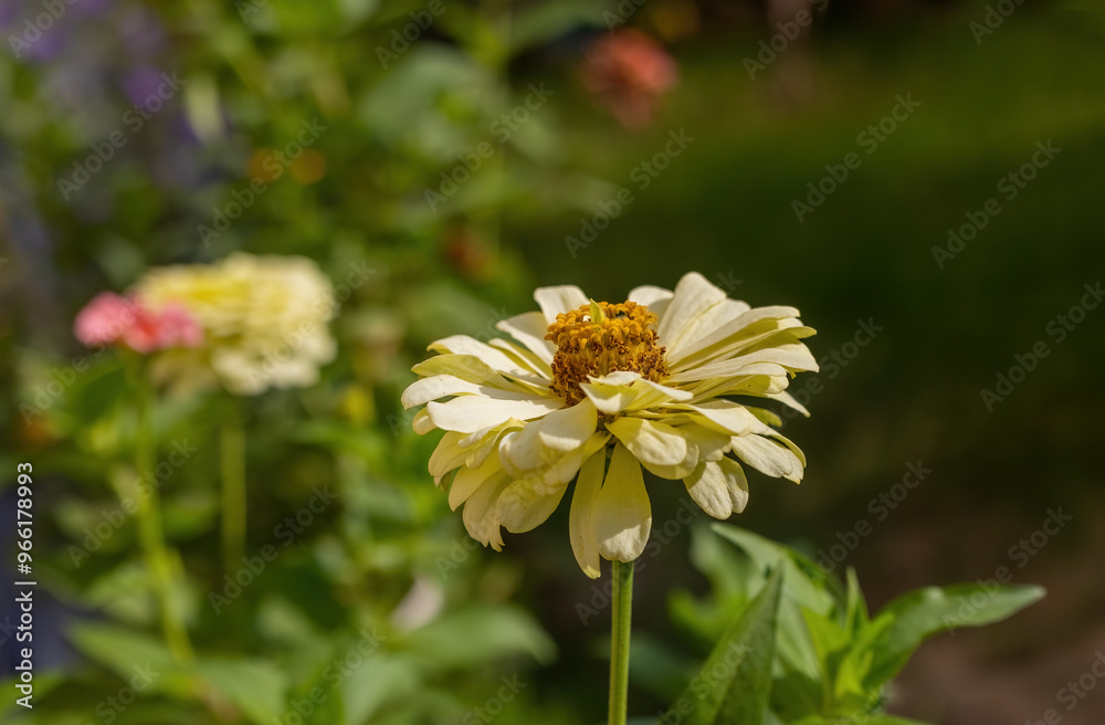 Common zinnia (Zinnia elegans Jacq.) in Izmir, Turkey Local name: Dirty lady flower