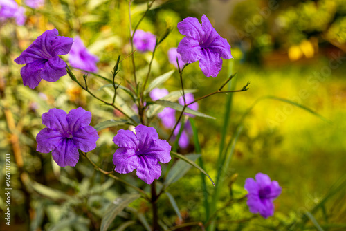 Obraz na płótnie Purple ruellia tuberosa in the garden w salonie