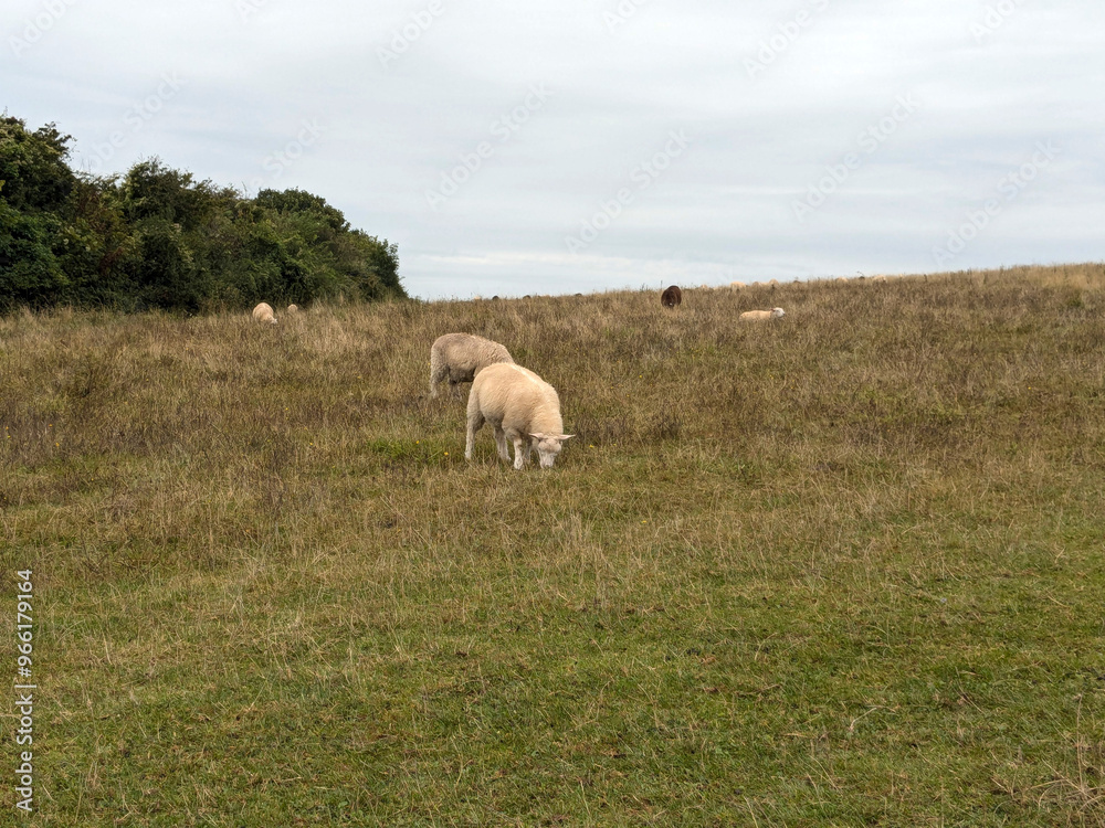 sheep in the field