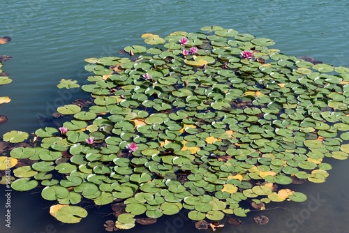 Ninfea (Nymphaea)